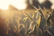Close Up Of A Corn Field At Sunset. Shallow Depth Of Field. Generative AI.