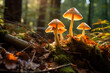 Wild mushrooms in the woods, wood mushrooms, forest mushrooms, forest plants, organism