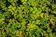 Clover leaves pattern image