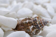 Background of well polished little mainly white stones with dark motley seashell in foreground