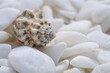 Background of well polished little mainly white stones with motley seashell between pebbles