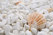 Background of well polished little mainly white stones with motley seashell in foreground