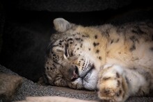 A Large Snow Leopard That Is Sleeping On The Ground With Its Tongue Out