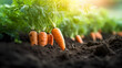 Fresh Carrots Growing in Soil, Closeup