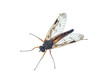 Makroaufnahme einer Skorpionsfliege (Panorpa). Fliege von oben vor weißem Hintergrund fotografiert.