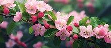 Among The Verdant Foliage There Are Vibrant Apple Blossoms In A Pink Hue