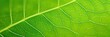 © olga_demina - Vibrant macro shot of green leaf veins and textures, intricate patterns of nature design