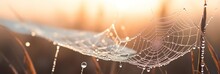 Golden Sunrise Illuminates Spider Web With Glistening Dewdrops, Mesmerizing Nature Spectacle