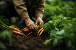 Agricultor recolectando zanahorias