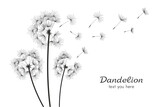 Fototapeta Dmuchawce - Three dandelions blowing in the wind. isolated on white background