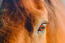 The Close-up Portrait Of The Brown Horse Showcases Its Majestic Beauty In The Sunset's Soft Light On The Farm