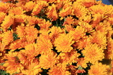 Fototapeta Na ścianę - Blumen in prächtiger Farbe