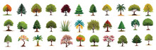 Collection Of Deciduous And Evergreen Forest Plants Isolated On White Background. Botanical Collection Of Bare Trees And Ones With Leaves And Lush Crowns. Flat Vector Illustration On White Background