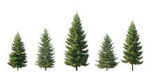 Set Of Spruce Picea Abies And Pungens Colorado Blue Green Fir Evergreen Pinaceae Needled Tree Isolated Png Medium And Small On A Transparent Background Perfectly Cutout
