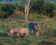 Warthog  in Ugandan grasslands