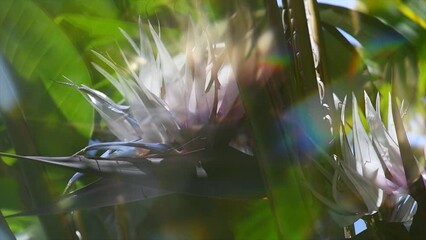 Wall Mural - Beautiful Strelitzia Nikolai tropical flowers blooming. Giant white bird of paradise plant with flowers, light flares. Wild banana. Close-up. Garden, Gardening concept, landscaping design. Slow motion