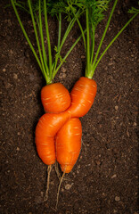 Canvas Print - two carrots in love funny picture isolated on white background