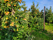 Sad jabłoni, dojrzewające jabłka. Belgia