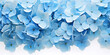 Beautiful blue hydrangea flowers on light blue background. blue hydrangea flowers on white background, close-up 