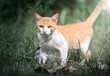 Orange and white cat struts across a lush green grassy field in a shady forest