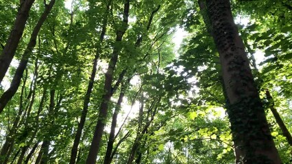 Wall Mural - Low angle footage of long slim trees with sunny green leaves in the forest