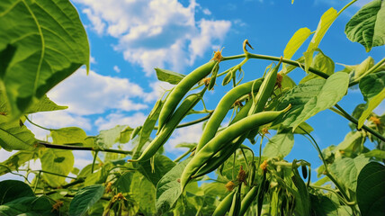 Wall Mural - green bean field with blue sky.