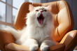 portrait of fluffy sleepy cat yawing