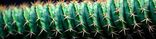 Close-up Of Green Cactus Spikes And Texture