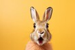 shocked hare with surprised face