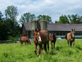 Canvas Print - a herd of horses running across a lush green field of grass