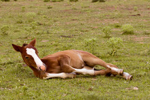 Resting Brown Foal In A Field