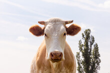 Cow Portrait Against Blue Sky