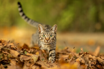 Wall Mural - A young striped cat playing between foliage leaves in autumn outdoors