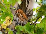 Fototapeta  - Eastern Screech Owl Red Morph and Gray morph on tree branch with yellow green leaves in fall