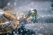 
Close up of turtle in water