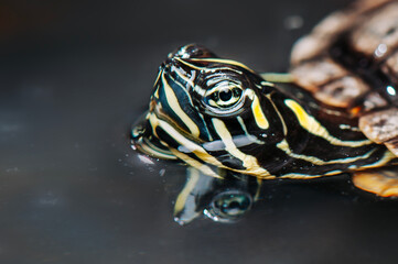 Poster - Close up of turtle in water
