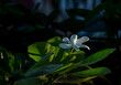 Fleur Tiare tahiti, Gardenia taitensis