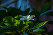 Fleur blanche endémique de Tahiti 