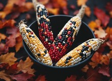 Flint Corn, Close Up View. Red, Black And White Color, Blurry Background.