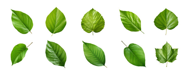 Wall Mural - Collection of green leaves isolated on a transparent background