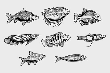 Wall Mural - collection of freshwater fish illustrations in vector line art style
