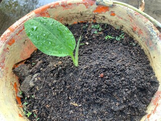 The key spice plant or finger root is starting to grow with strong leaves and beautiful shoots