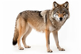 Fototapeta Łazienka - a wolf standing on a white surface with a white background
