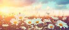 Sunset On A Field Of Daisies Captured With A Grunge Effect