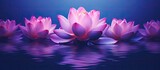 Fototapeta Kwiaty - Lotus flowers in shades of pink and purple