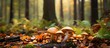 Mushrooms belonging to the wild forest variety flourish within the autumnal woods