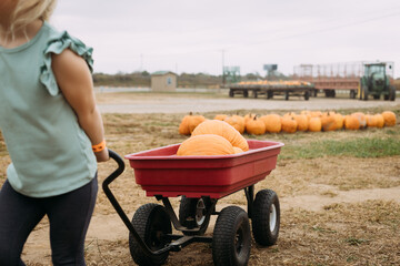 Child pulling pumpkins in red wagon at pumpkin patch