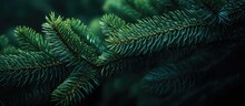 Macro Photo Of A Stunning Conifer Branch Against A Gentle Forest Backdrop