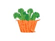 illustration of fresh carrots with parsley