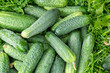Fresh delicious green cucumbers have grown in the garden. Vegetables 